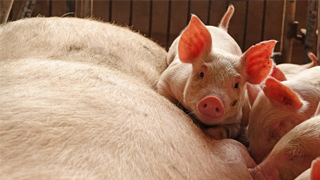 非洲猪瘟暂未影响香港市场 猪肉价格暂稳