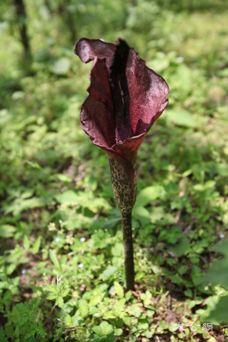 图为魔芋开花时节 汪毅供图)