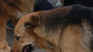 深圳将为全市所有犬只注射芯片 可督促养狗人尽责