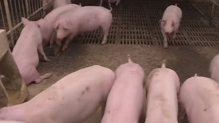猪圈里越来越热闹！农业农村部：生猪生产明年有望恢复八成