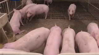 自然资源部：新政出台 多方面保障生猪养殖用地需求