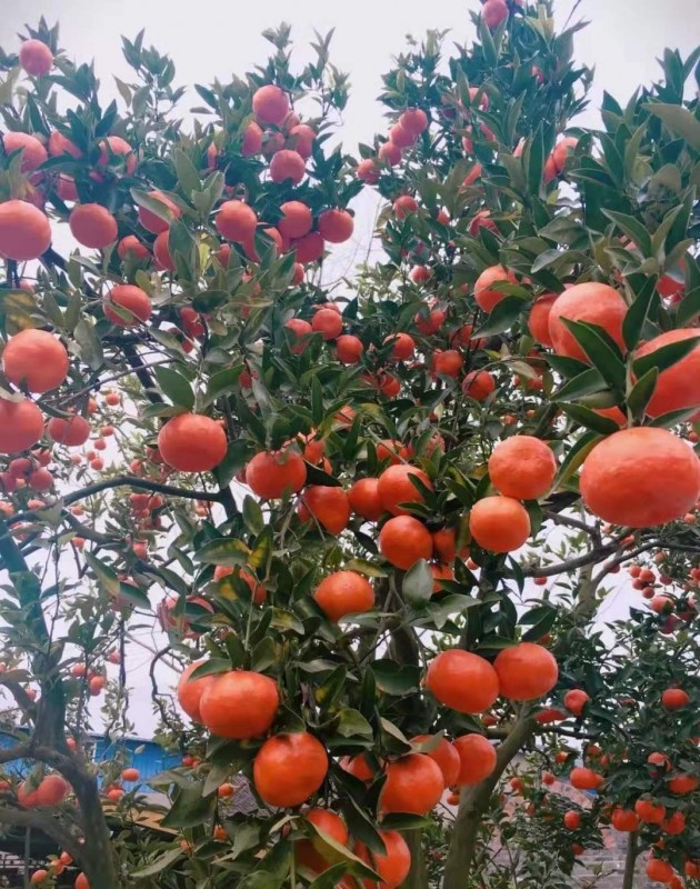 连山橘子红彤彤,红火喜庆好兆头!