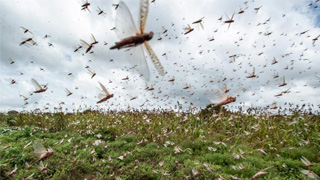 世界气象组织：预计蝗灾今年6月将进一步扩散