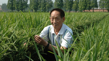 袁隆平超级稻实现热带地区亩产超1000公斤