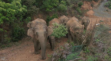 亚洲象目前迂回活动 专家：象群回家“大约在冬季”