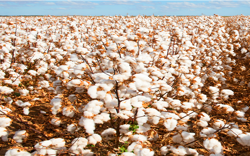 万人说新疆 | 百万亩棉花喜获丰收，美翻了！