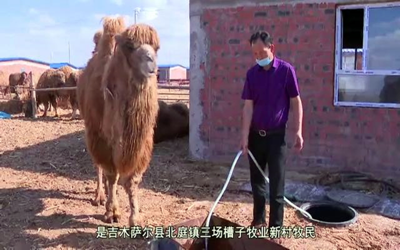 万人说新疆丨骆驼“驼”出致富新希望