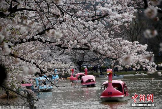 资料图：东京的一个公园内，人们游船赏樱，享受春光。