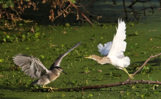 安徽巢湖：好生態吸引珍稀水鳥聚集