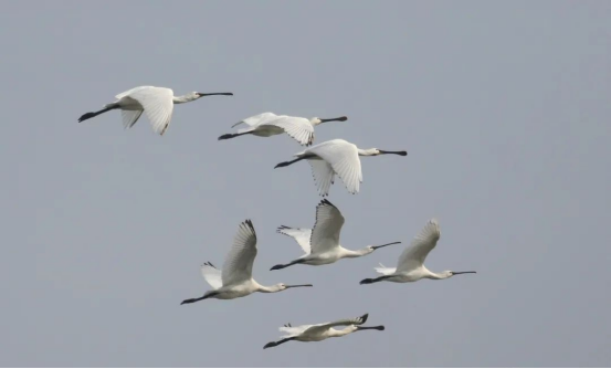 安徽巢湖：好生態吸引越冬候鳥陸續抵達