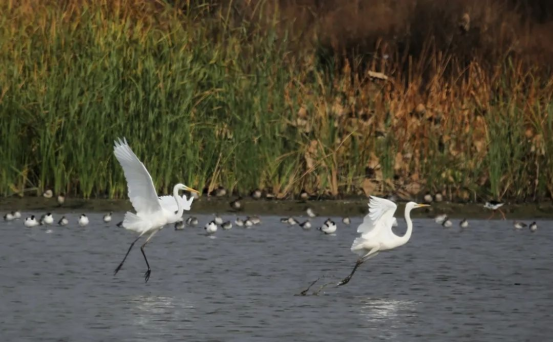 安徽巢湖：好生態吸引大批候鳥來此度「寒假」