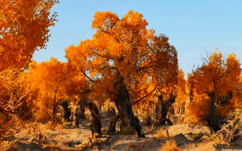“美丽中国-新疆自然之美作品展”在以色列开幕