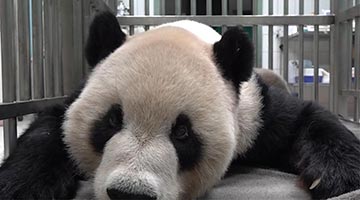 大陆赠台大熊猫“团团”病理解剖报告出炉：原发性脑瘤致癫痫