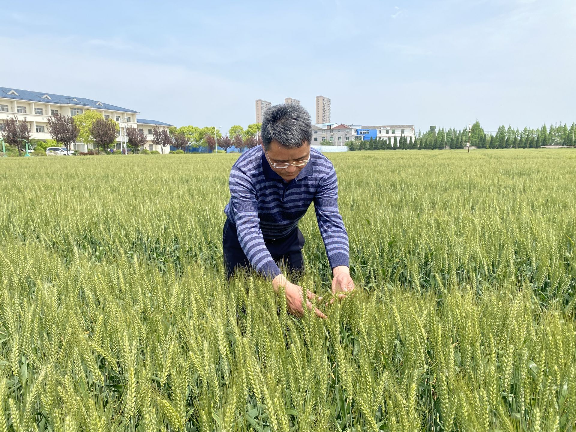 河南农业大学实验室年轻人：分子技术育出好麦种