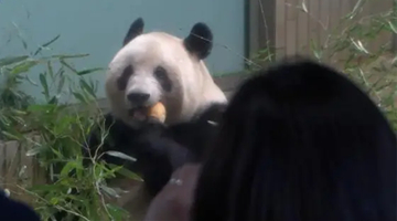 大熊猫香香21日回国 日本民众惜别送祝福