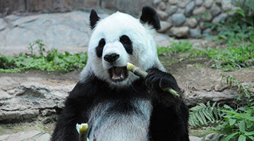 中领馆：旅居泰国清迈大熊猫“林惠”不幸去世
