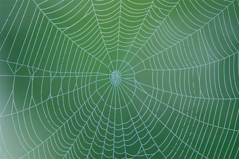 ﻿读经典˙学名句/蜘蛛在诗歌中的意趣
