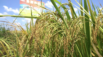 南方水稻晚收产区举行收割仪式 标志南方稻秋收收官：大部分省区增产 质量优于常年