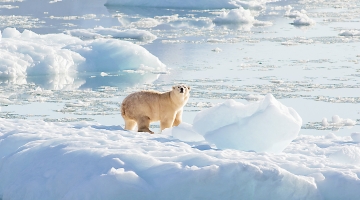 ?全球首例 北極熊染H5N1禽流感死亡