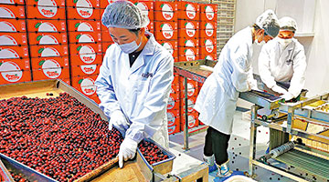 ?東北老鐵10萬盒蔓越莓“回抱”廣西老表