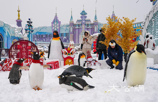 長沙初雪 湘江歡樂海洋公園帝企鵝北極狐齊玩雪