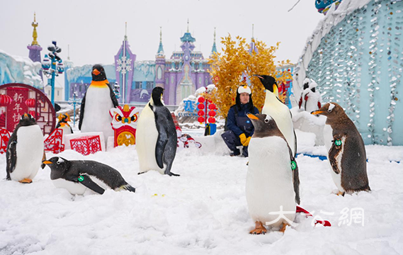 湘江歡樂海洋公園帝企鵝北極狐齊玩雪