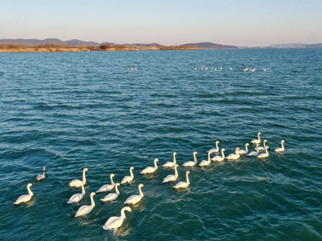 130餘只白天鵝巢湖戲水 構成美麗生態畫卷