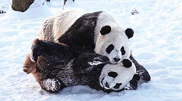 ?56只旅外大熊猫 最萌中国使者
