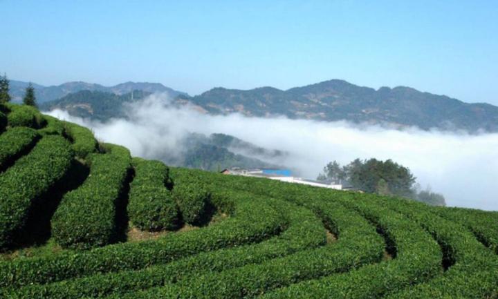 河南光山：生态林茶成“绿色银行”