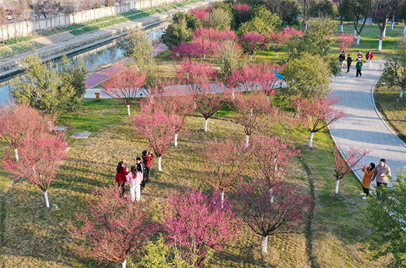 安徽巢湖：「梅」景如畫 第一抹春色上線