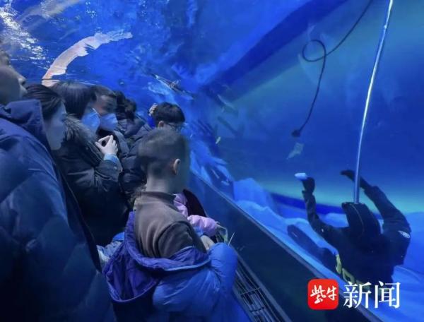 郑州海昌海洋馆潜水员溺亡 游客：以为是假人