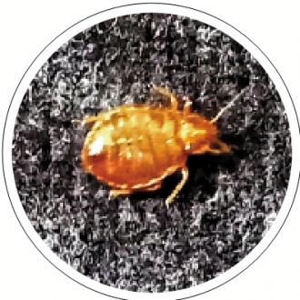 日本現超級床蝨 對殺蟲劑「免疫」