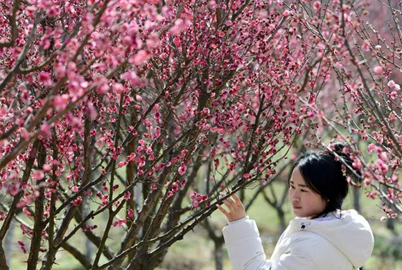 赏花景区门票卖爆了　中国这些地方成最受欢迎的目的地