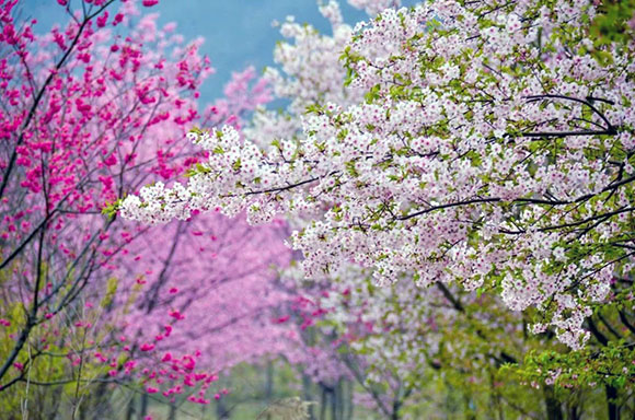 安徽巢湖：300多亩樱花次第盛开