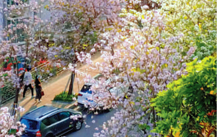 上海：直播“云赏樱” 迎“最长”樱花节