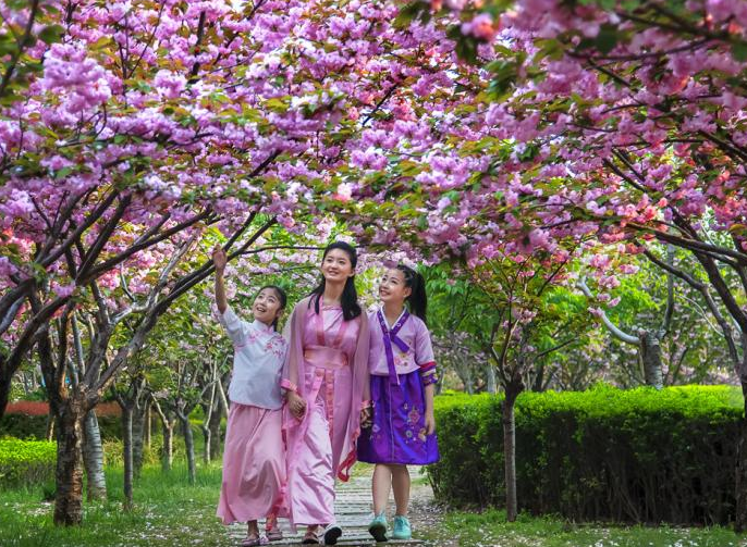 品鉴赏樱文旅大餐|第十届中国（鹤壁）樱花季
