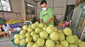  General Administration of Customs: Approving Taiwan Wendan pomelo to be imported into the mainland