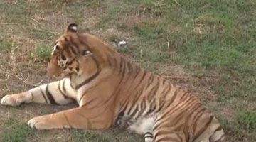  "20 Siberian tigers died in the zoo", the forestry department in Fuyang, Anhui Province reported and responded