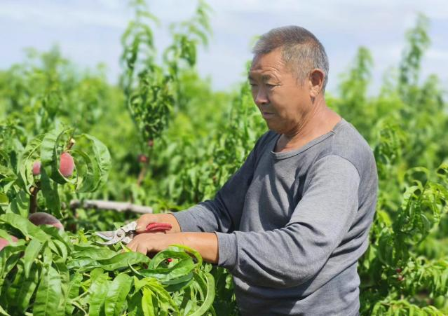 “甜蜜”产业带来甜蜜生活