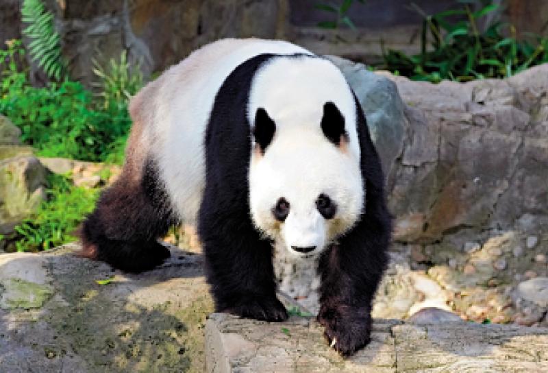 旅遊業建言吸客：打造大熊貓網紅