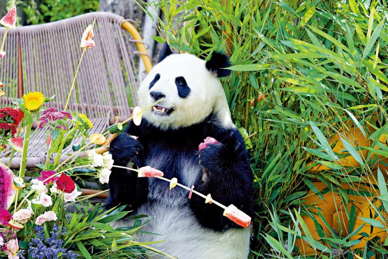 ﻿市井万象/大熊猫的高原夏日生活