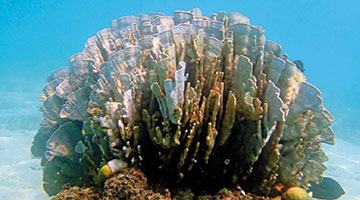 ﻿中方有效管控呵护 黄岩岛媲美大堡礁