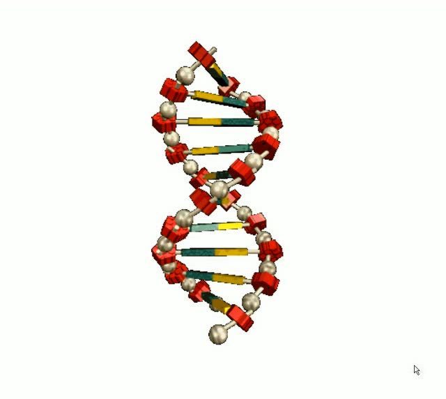 控制基因活動的“空間語法”發(fā)現(xiàn)