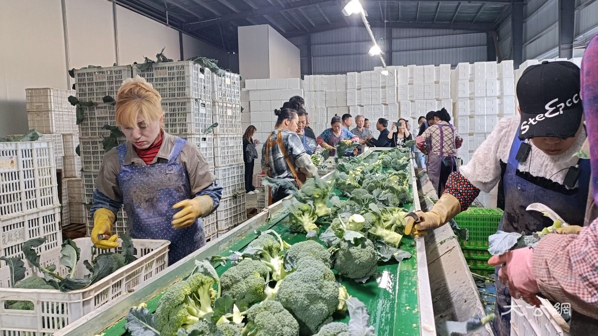 甘肃张掖供港蔬菜扩容 高原蔬菜成湾区餐桌新宠