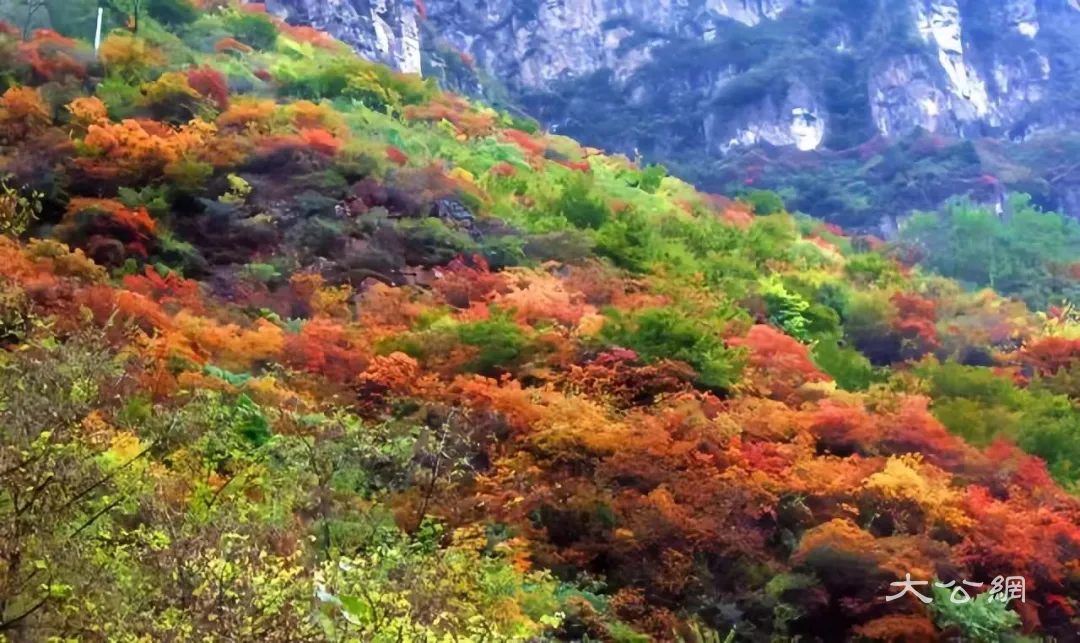 秋沟．齐王寨秋趣红叶节：绚丽邀约，福利多多