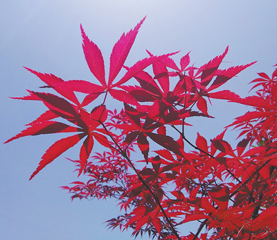 秋天的紅葉有哪些種類？（把自然講給你聽）