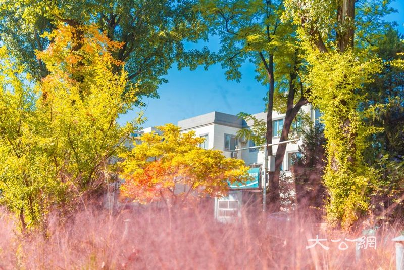 秋日限定！大學校園“氛圍大片”上新……