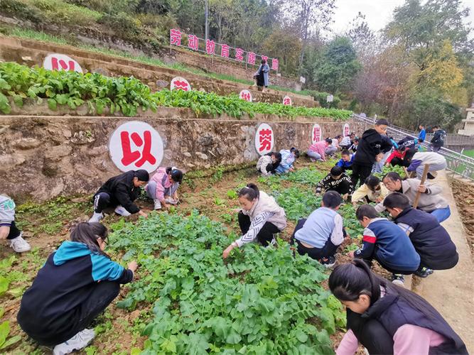 勞動教育在泥土中“發(fā)芽”