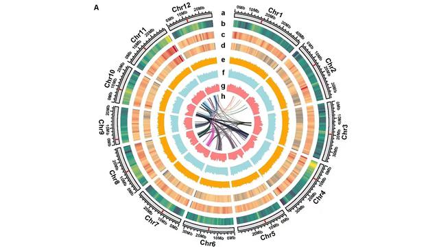 稻屬最全超級泛基因組圖譜問世