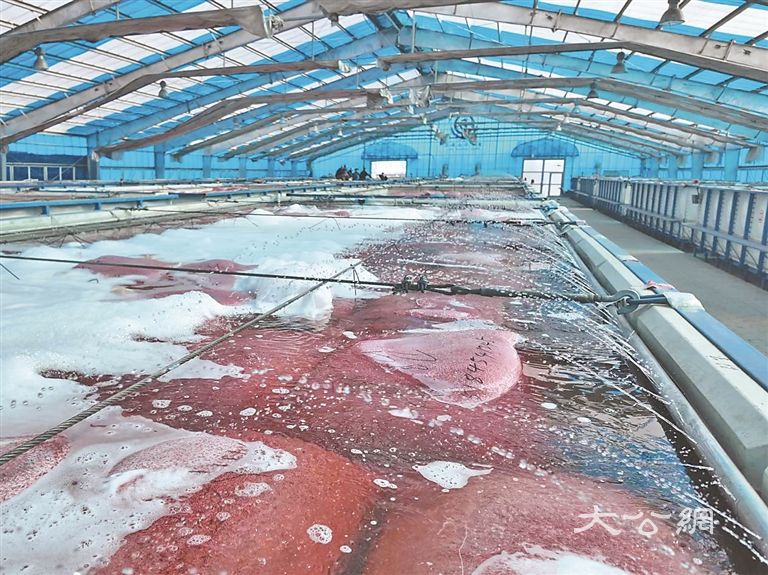 庆安：按下浸种催芽“加速键”
